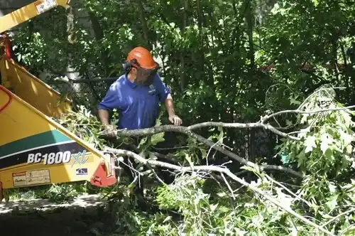 tree services Ackerman